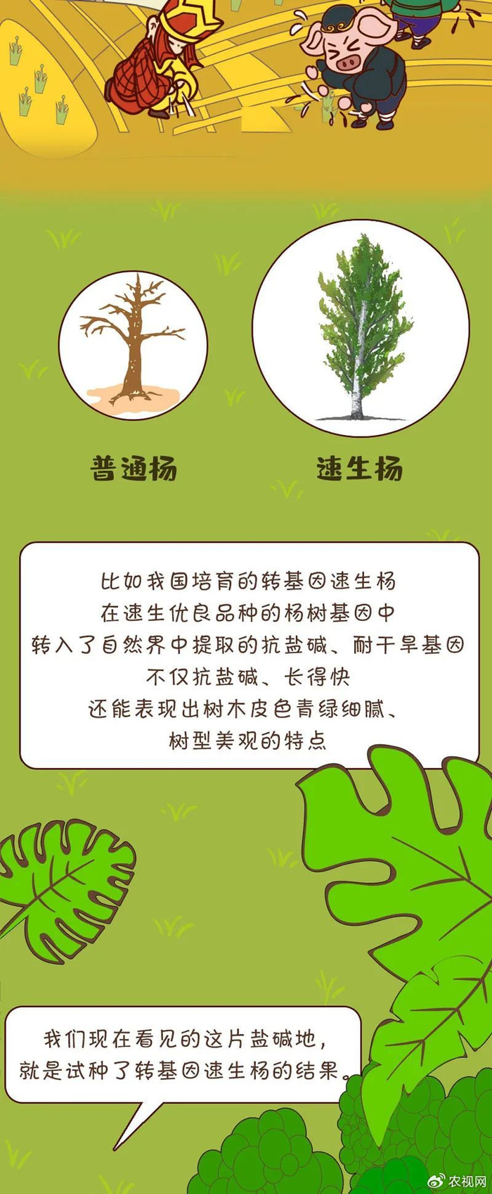 大话转基因——绿化荆棘岭|转基因|荆棘岭|大话_新浪新闻