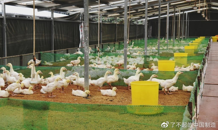 是它！中国才生产出世界最好的羽毛球