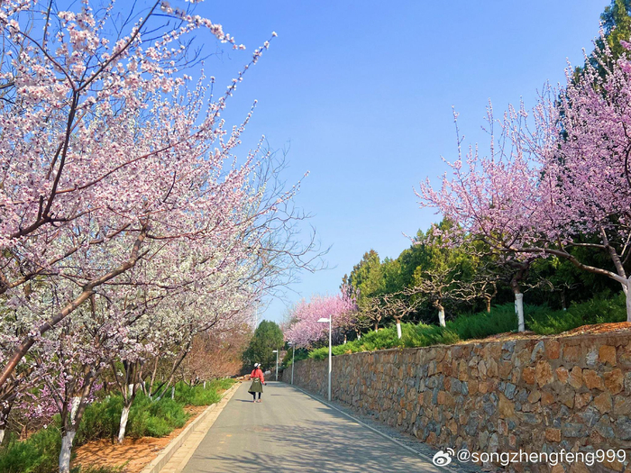 春天里的桃花盛宴北京园博园 摄影