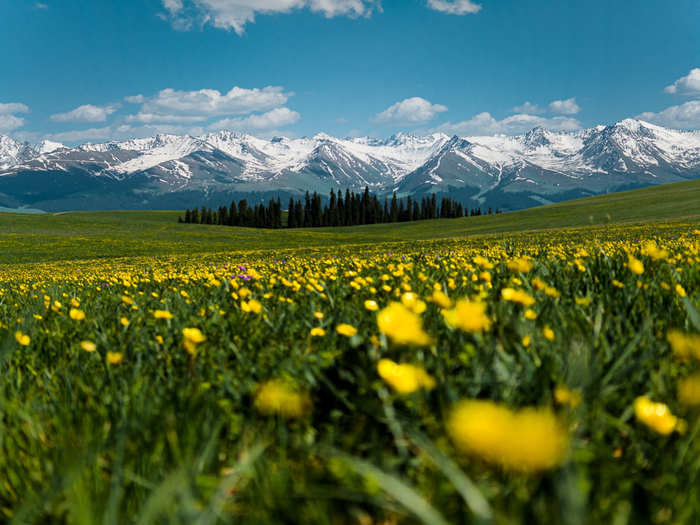 一半是草绿～作为典型的山地草甸类型草原