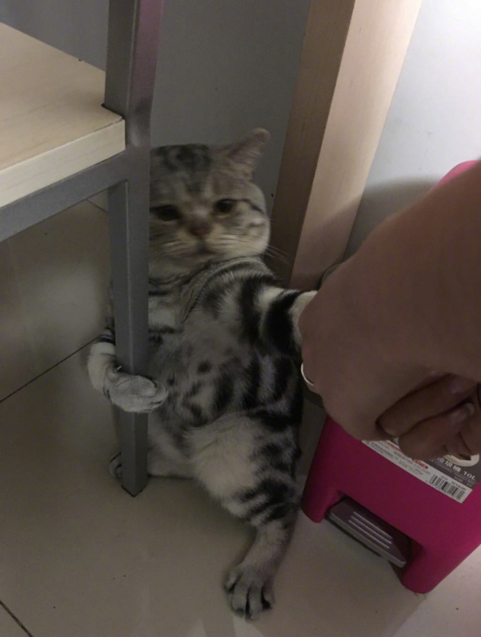 2/ 6喵星人抱柱杀……你撒手,朕不去洗澡澡 6