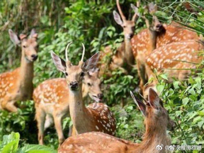 海南屯昌枫木鹿场图片