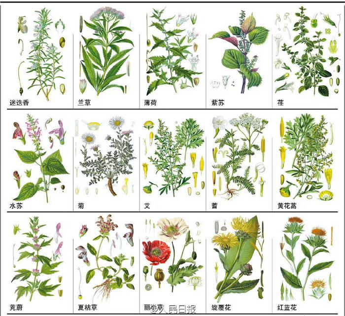 12000种中草药图解图片