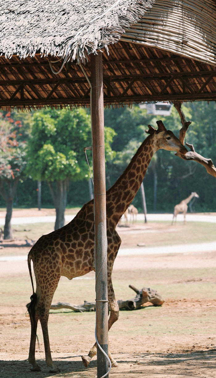 对长颈鹿的偏爱