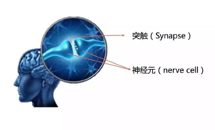 神经元和突触结构图图片