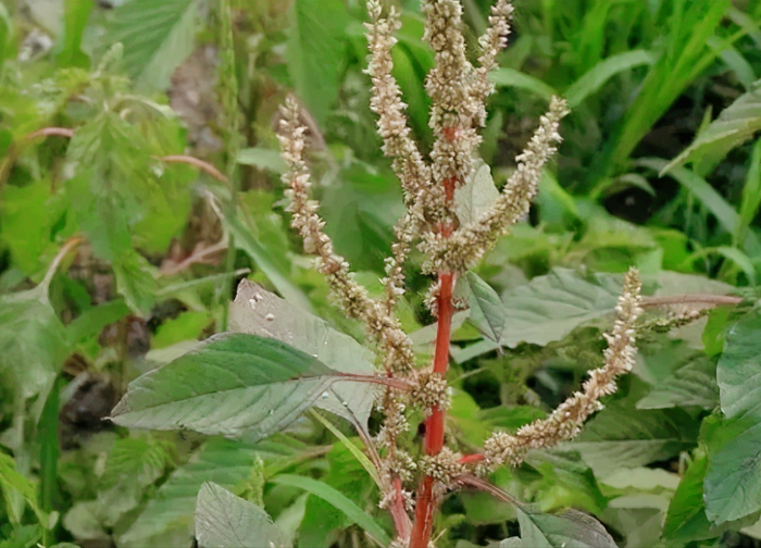 农村路边有一种"仙人草",小时候用来喂猪,现在5元一斤