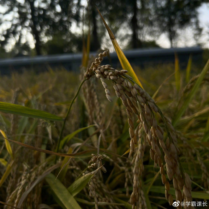 来自海淀区中坞公园的水稻……