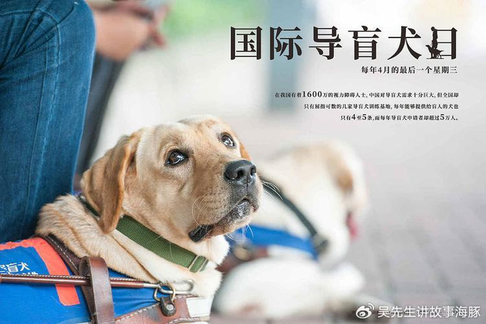 引领盲者希望的明灯——国际导盲犬日|导盲犬|社会|训练_新浪新闻
