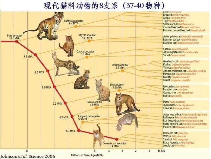 动物的祖先假猫属pseudaelurus就出现了,它的后代一支进化出了剑齿虎