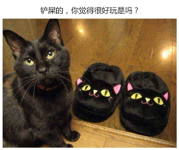 一群莫名很搞笑的动物们看着心情都好了