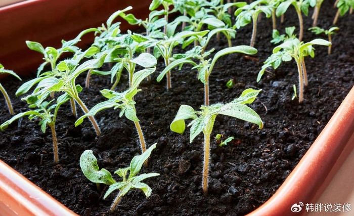 2,培育成西红柿的种子