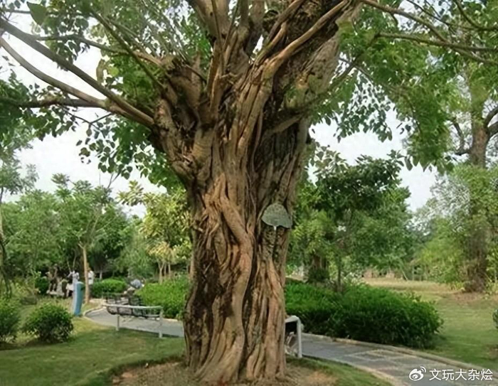 故宫的那两棵五线菩提树,成了市场卖高价的幌子|菩提树|故宫|菩提子
