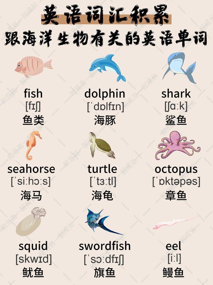 sea animals英文图片