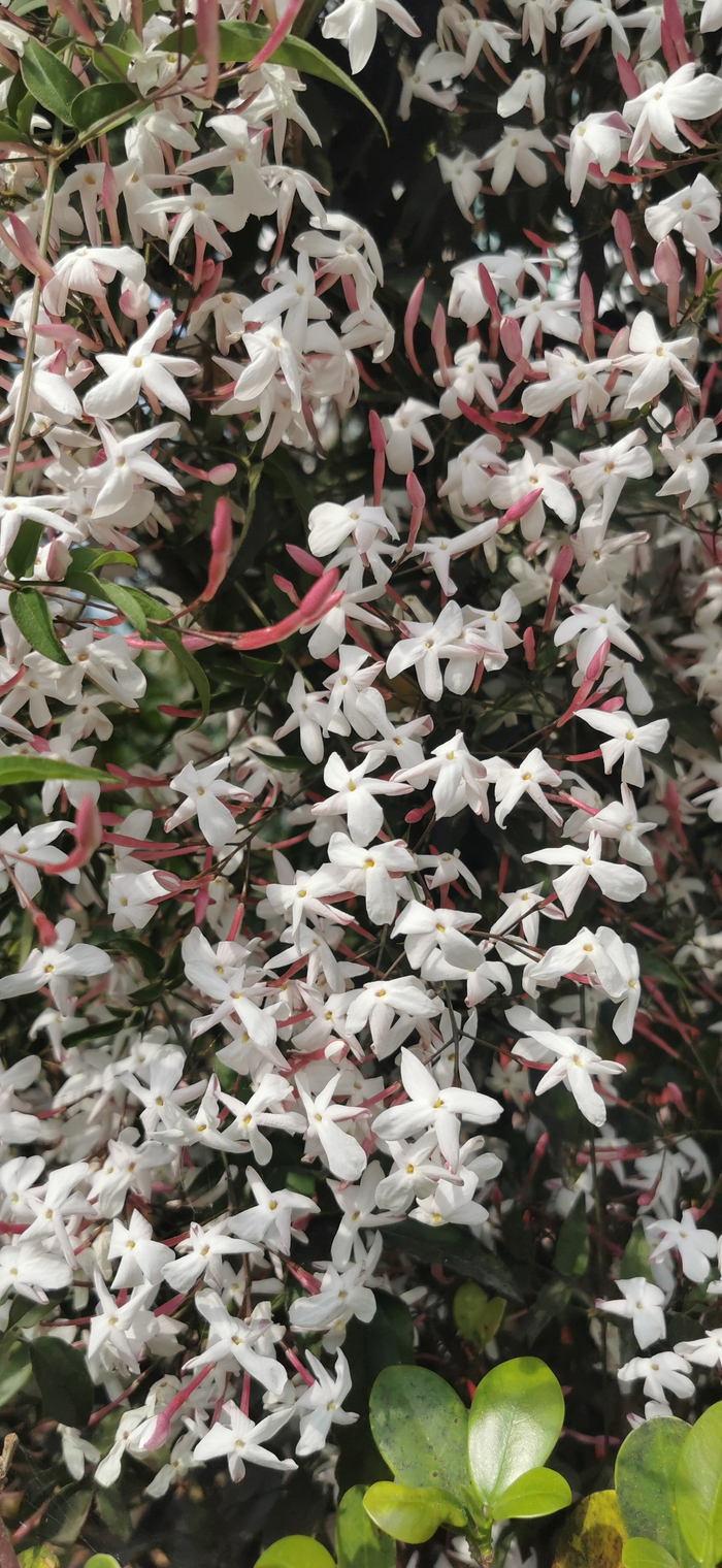 香味扑鼻的鸡爪花(素馨花)