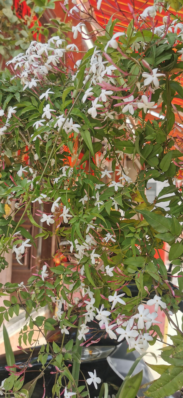 香味扑鼻的鸡爪花(素馨花)