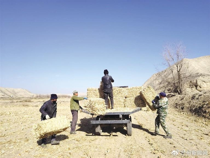 秸秆离田做饲料 不误农时备春耕|秸秆|春耕|石洞镇_新浪新闻