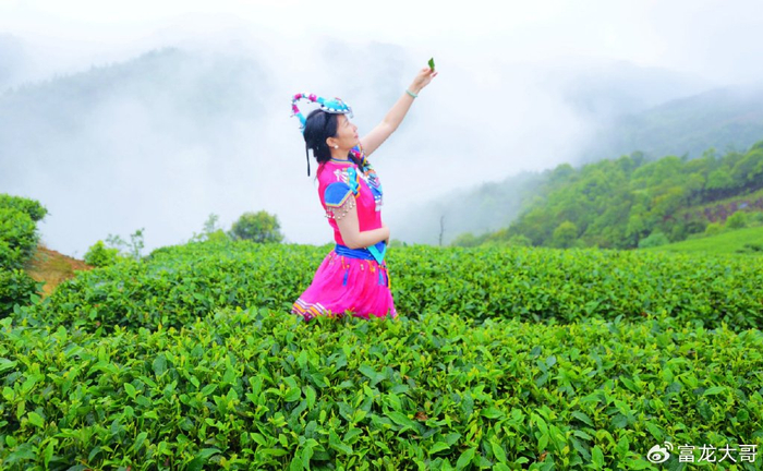 泰顺人可一日无酒,不可一日无茶