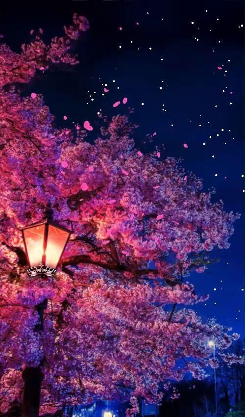 夜晚樱花展开的时候,柔软的春风伴随着歌声入眠