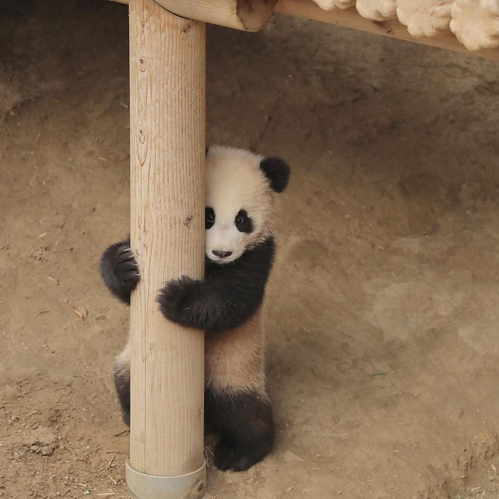 在外场很害羞的熊猫幼崽辉宝