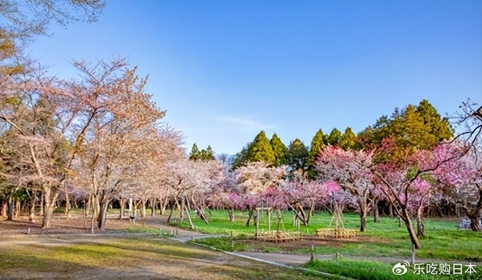 北海道樱花景点推荐:札幌圆山公园,函馆五棱郭公园,北海道赏樱必去
