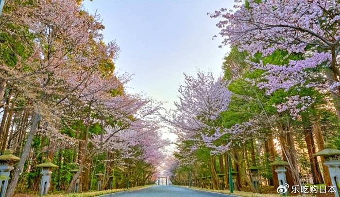北海道樱花景点推荐:札幌圆山公园,函馆五棱郭公园,北海道赏樱必去