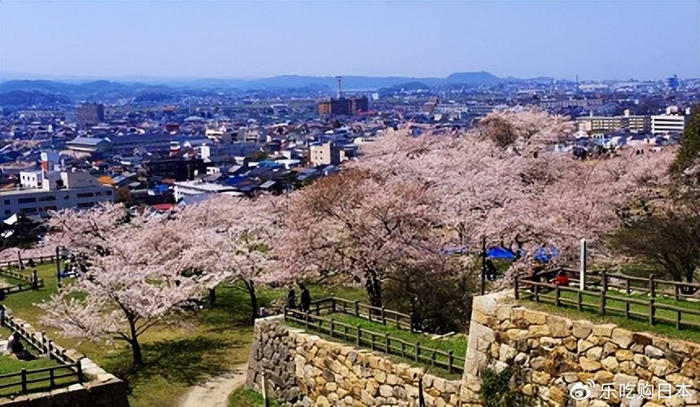 鸟取县7大赏樱景点推荐:绝美粉色花回廊、鹿野城迹公园迷幻夜樱|鸟取砂丘|樱花|鸟取市|日本|青岛市_新浪新闻