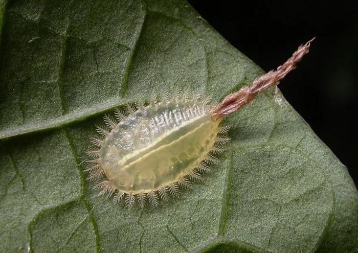 麻绳幼虫图片