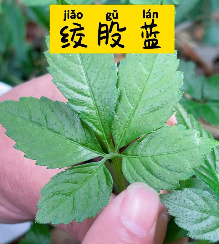 藤蔓植物绞股蓝