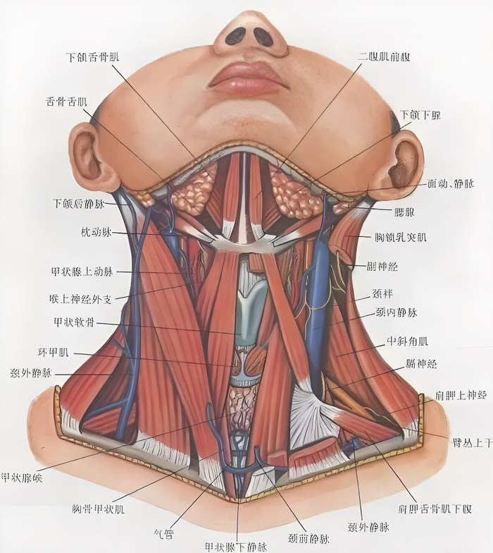 颈部出现5种异常,可能是疾病预警
