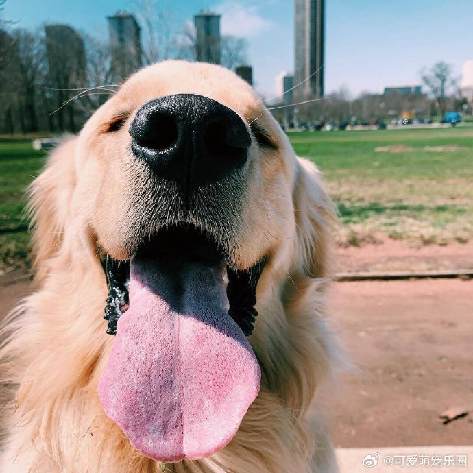 微笑天使金毛小可爱铲屎官可喜欢调戏我了