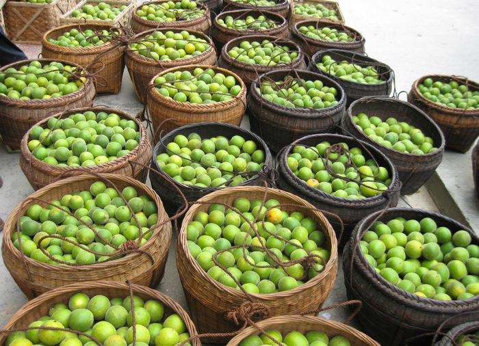 永福柑橘：从种苗到餐桌的生态种植之路