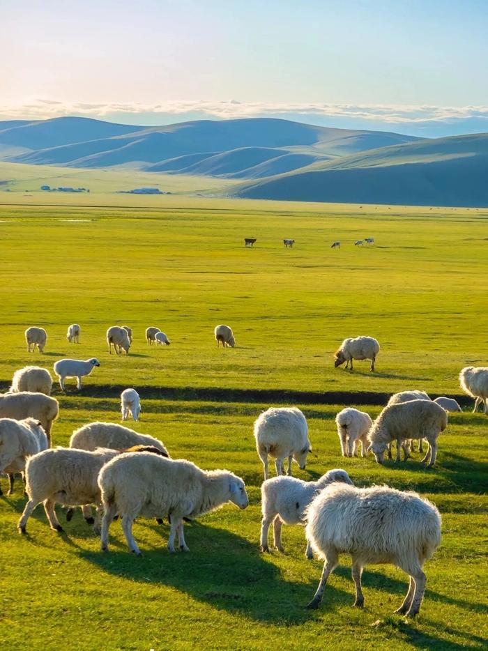 总要去一次大草原吧看牛羊成群看溪水潺潺看蓝天白云