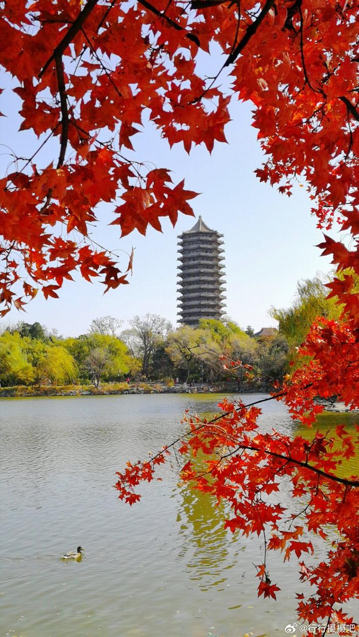 北京大学的秋色未名湖畔的红枫与博雅塔相互映衬宛如诗画