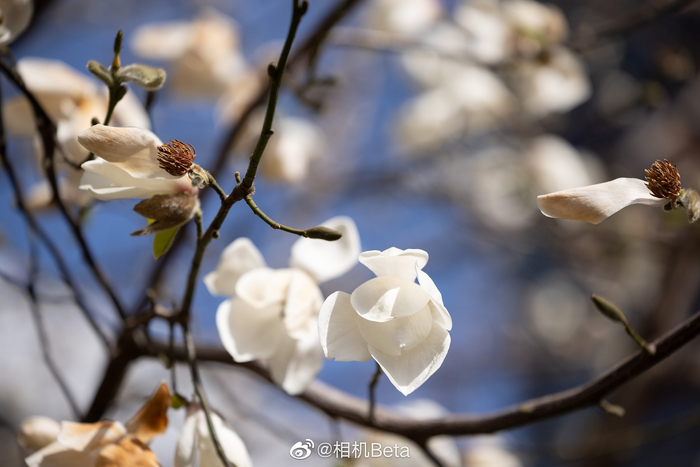 最新相机器材测评，引领摄影潮流