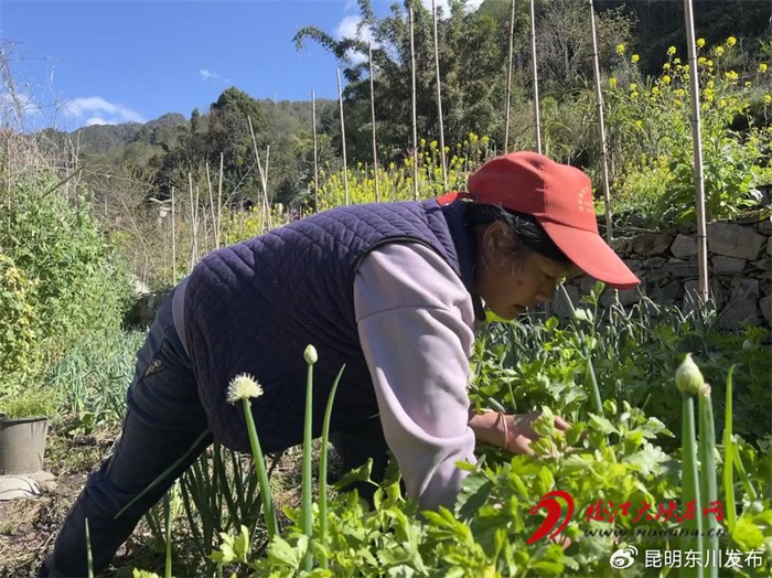 贡山县普拉底乡补久娃村:"小菜园"里忙出幸福新生活