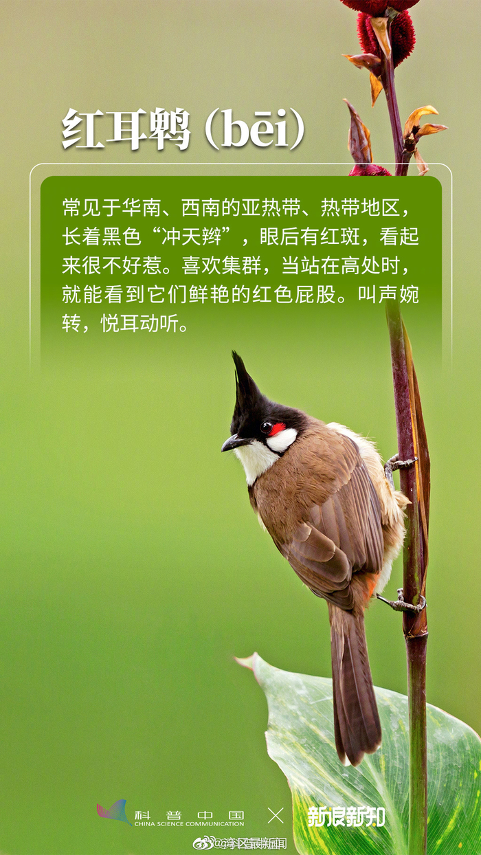 城市常见鸟类图鉴