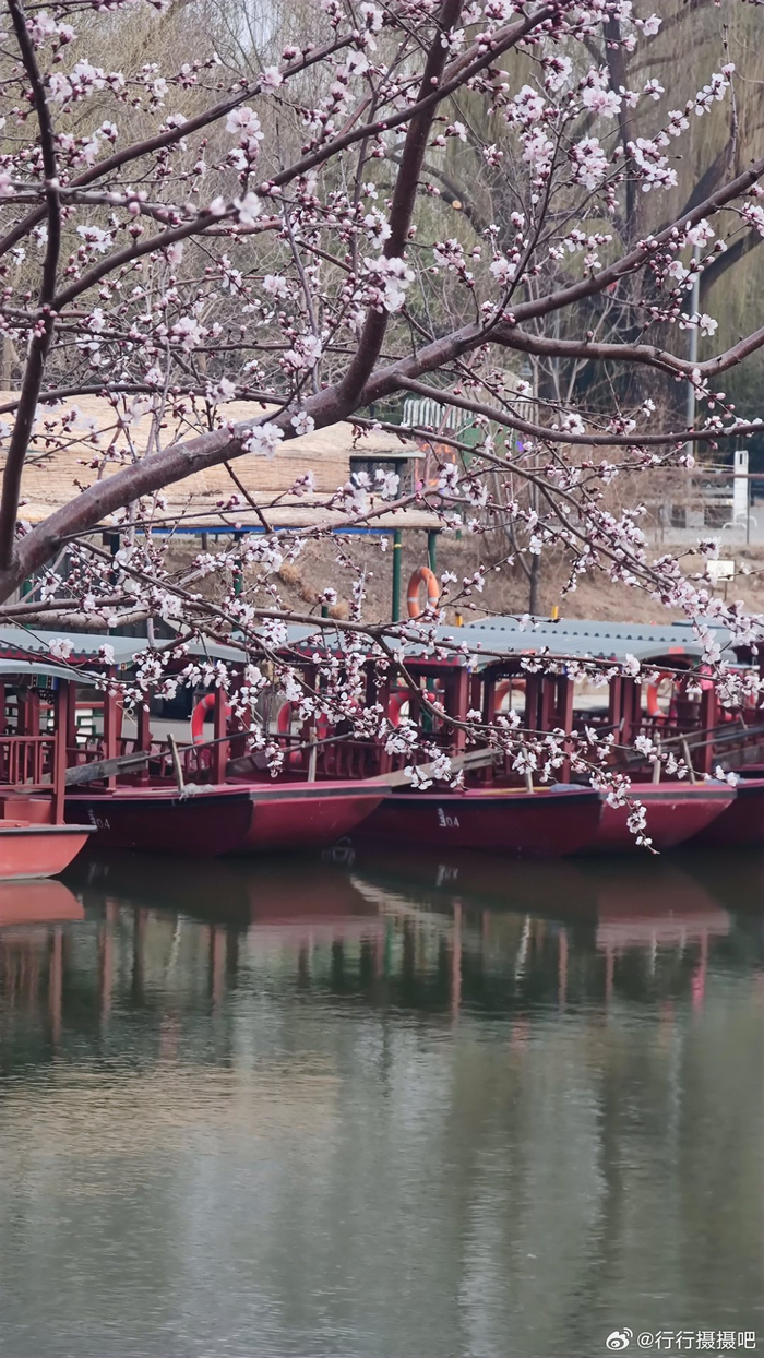 北京紫竹院公园的春天来了摄影