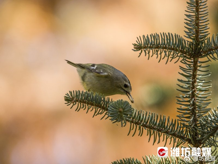【追鸟 | 这只小可爱 头顶菊花瓣】|潍坊市_新浪新闻