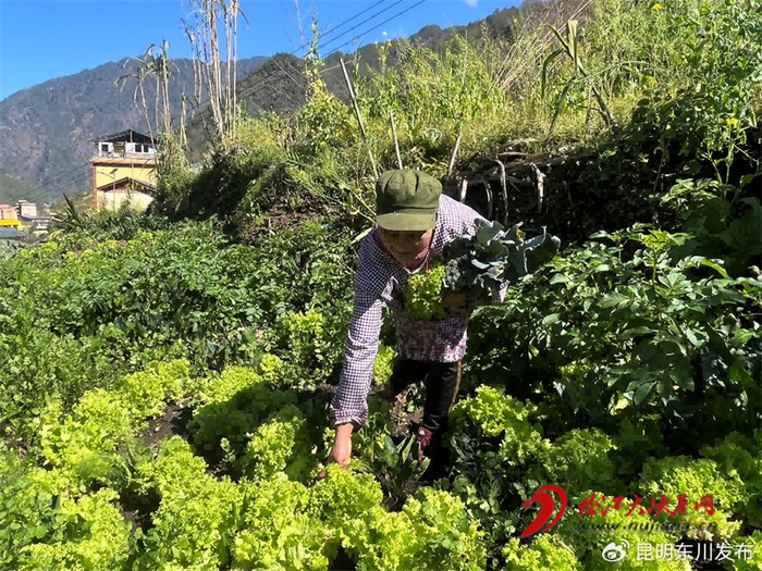 贡山县普拉底乡补久娃村:"小菜园"里忙出幸福新生活