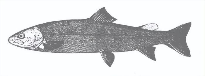 消失18年極度瀕危物種川陝哲羅鮭再現青海它遭遇了什麼苦難