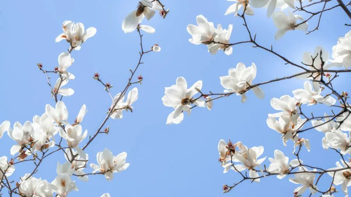 白玉兰|市花|悬铃木_新浪新闻