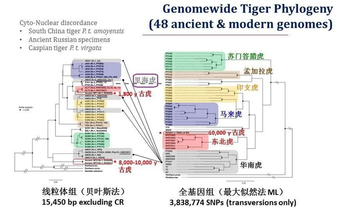 我收集了全世界老虎的基因,为华南虎理清了家谱
