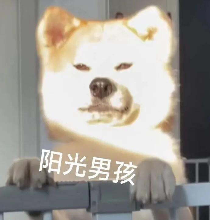 表情包表情包来啦