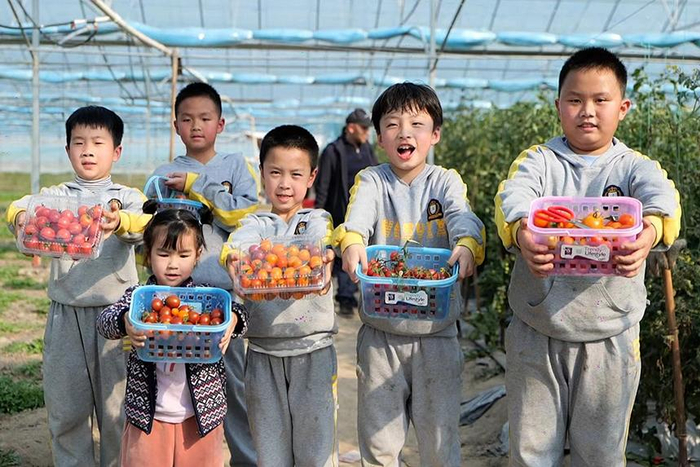 附近大棚采摘蔬菜