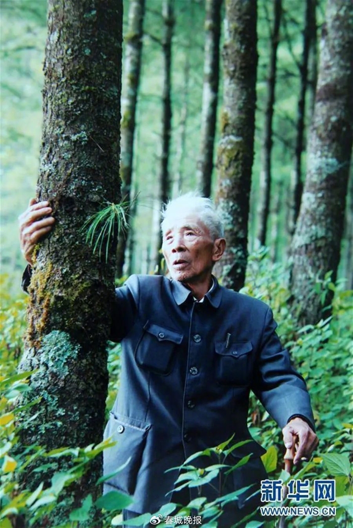 开屏策划|今天,必须为云南添点绿|云南|林场|杨善洲_新浪新闻