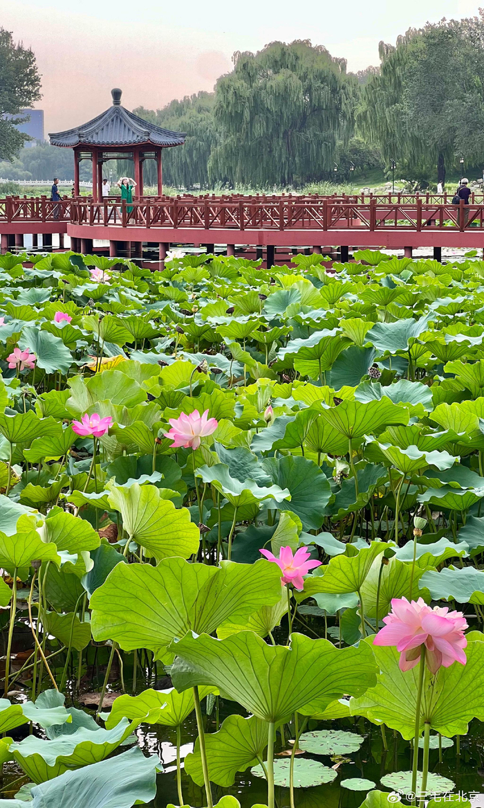 北京圆明园遗址公园秋色美摄影