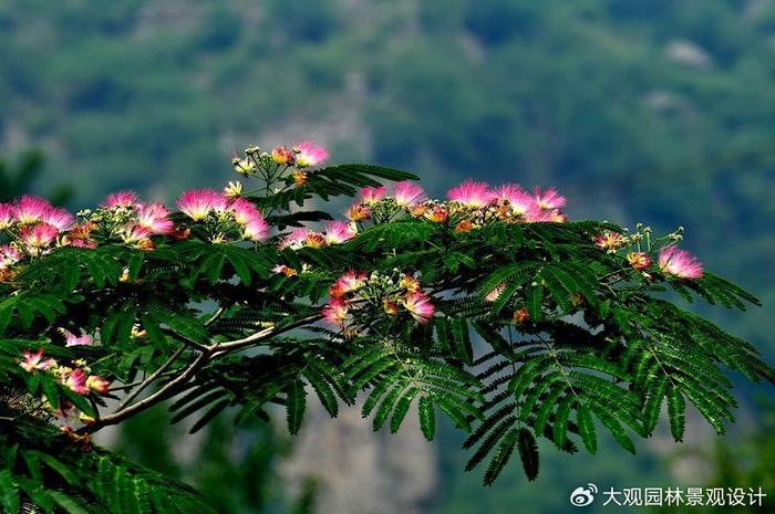 華南地區:木棉,臺灣相思,洋紫荊,鳳凰木,黃槿,大麻黃,懸鈴木,馬尾松