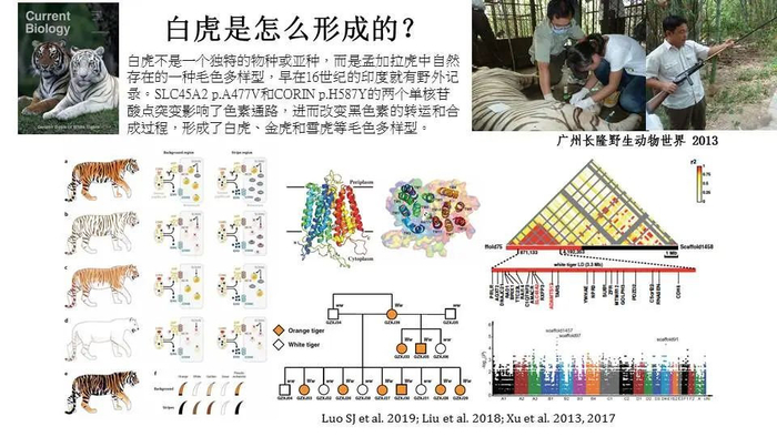 我收集了全世界老虎的基因,为华南虎理清了家谱