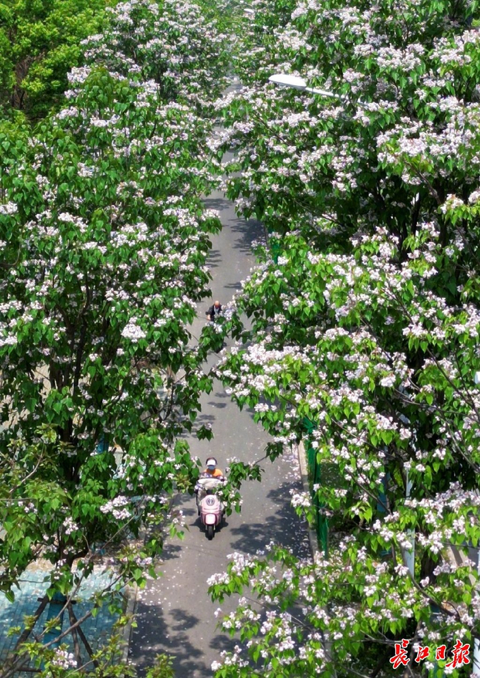 "木王"楸树在武汉迎来盛花期,这些地方都能遇见|楸树|黄鹤楼公园|繁花
