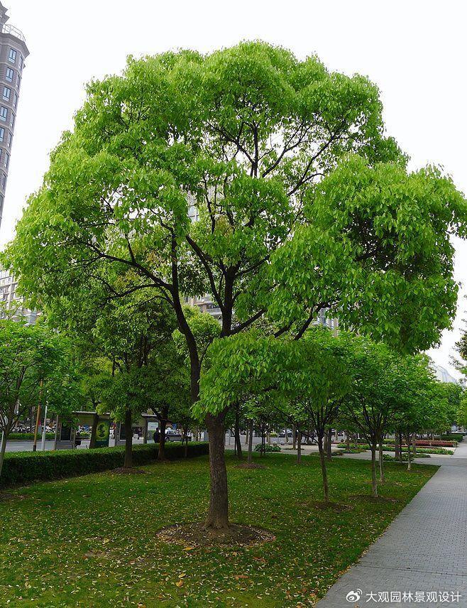 荔枝,芒果,白蘭,木棉,竹柏,羅漢松,紅苟香,米蘭,九里香,紅背桂,鷹爪花